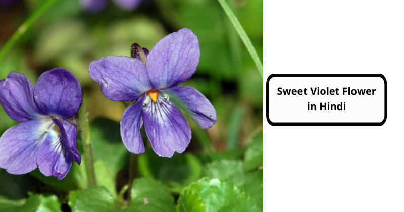 Sweet Violet Flower in Hindi