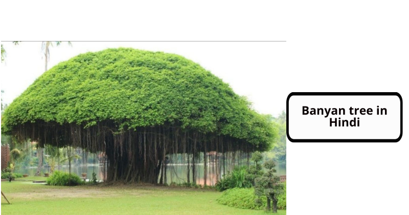 Banyan tree in Hindi