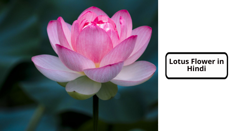 Lotus Flower in Hindi